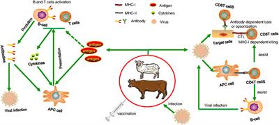 Recent Development of Ruminant Vaccine Against Viral Diseases